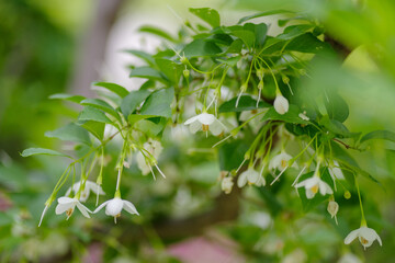 東京港区赤坂5丁目に咲くエゴノキの花