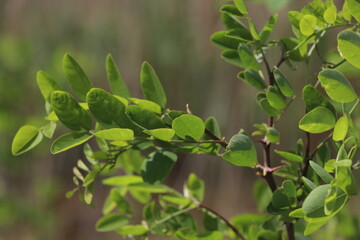 Fototapeta na wymiar Small tree leaves, background image