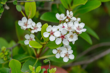 東京赤坂にある東京ミッドタウンに咲くシャリンバイ