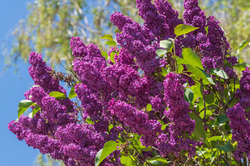 Lila blühender Flieder mit vielen Blüten