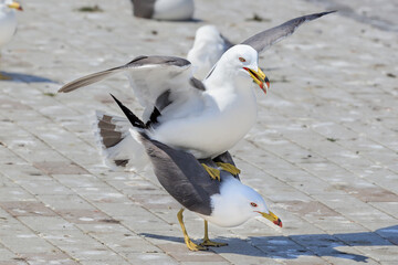 Copulation of black-tailed gulls that reached the climax