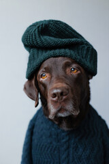 chocolate-colored labrador retriever dog in clothes looks at the camera. beautiful pet dog chocolate retriever dressed as a human. clothing and dog food. selective focus pets are like people. love and