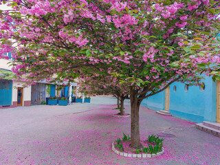 Blooming sakura trees on the city streets in Uzhhorod, Ukraine