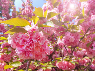 Blooming sakura flowers with sun flare.