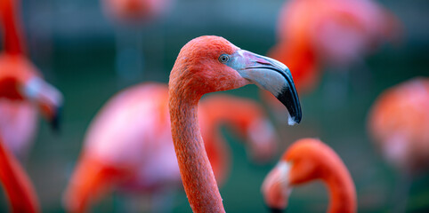 A group of flamingoes. Pink flamingos against green background. Phoenicopterus roseus, flamingo family. - obrazy, fototapety, plakaty
