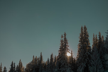 coniferous trees covered with snow during sunset