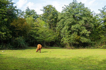 Cow grazing on lawn near forest