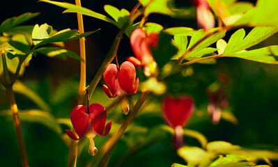 Close-up photo of dycentra splendid flowers in sunlight