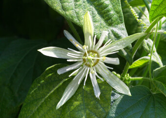 Beautiful Passion Flower - passiflora showing ist delicate Details growing on a vine in the tropical garden.	