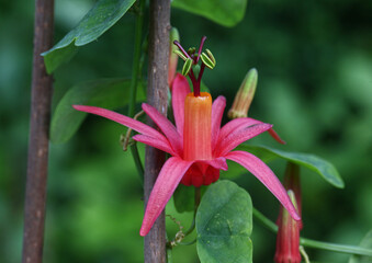 Beautiful Passion Flower - passiflora showing ist delicate Details growing on a vine in the tropical garden.	