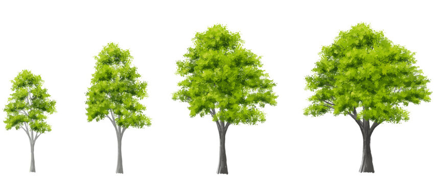 Vector set of tropical green tree side view isolated on white background for landscape and architecture drawing, elements for environment and garden