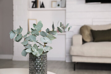 Vase with beautiful eucalyptus branches in living room. Space for text