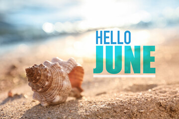 Hello June. Beautiful sea shell on sandy beach - obrazy, fototapety, plakaty