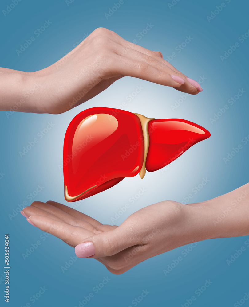 Wall mural Woman holding hands around illustration of liver on light blue background, closeup