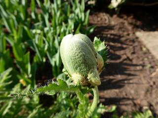 Mohnknospe vor dem Aufblühen