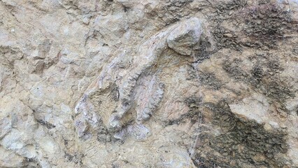 fossile