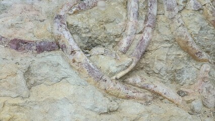 fossile