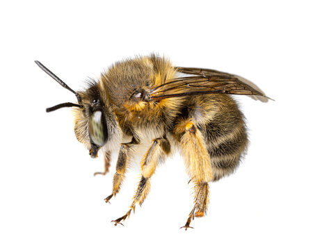insects of europe - bees: macro of female Anthophora crinipes (Pelzbienen)  isolated on white background - details of legs