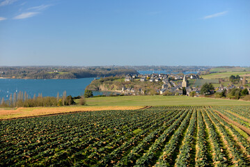 Fototapeta na wymiar Champ de choux-fleurs Bretagne - Saint-Suliac