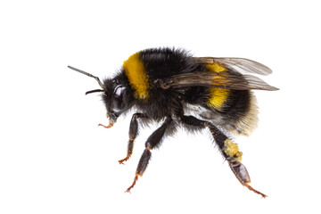insects of europe - bees: side view macro of female bumblebee (complex Bombus lucorum ) isolated on...