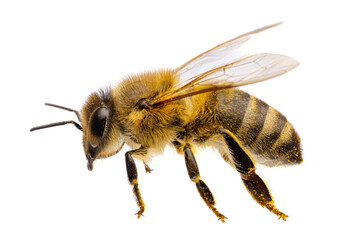 insects of europe - bees: side view macro of western honey bee ( Apis mellifera) isolated on white background with wings spreaded