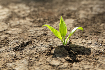 Young green seedling growing in dry soil on spring day, closeup. Hope concept