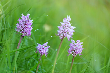 4 orchis singe sur fond flou