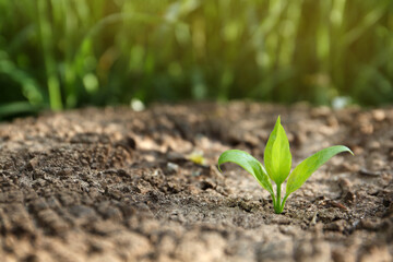 Young green seedling growing in dry soil on spring day, closeup. Hope concept