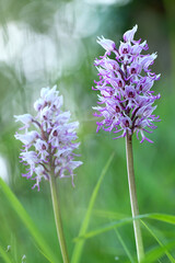 2 orchis singe et effet de bokeh