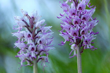 2 orchis singe sur fond flou et effets de bokeh