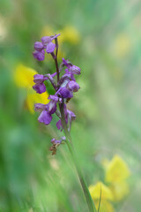 orchis bouffon ou Orchis morio