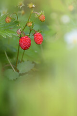Fraisier des bois sur fon de bokeh