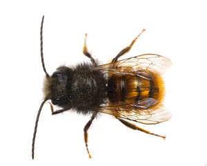 insects of europe - bees: top view macro of male Osmia cornuta European orchard bee (german...