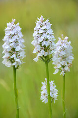 Dactylorhiza maculata sur fond flou vertical