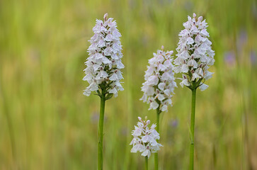 4 orchis tachetées sur fond flou