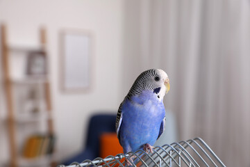 Beautiful light blue parrot on cage indoors. Cute pet © New Africa