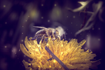 Closeup shot of a bee collecting pollen from the yellow dandelion with 3d rendered lights o - obrazy, fototapety, plakaty