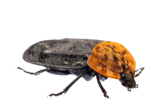 insects of europe - beetles: side view of red-breasted carrion beetle ( Oiceoptoma thoracicum german Rothalsige Silphe )  isolated on white background