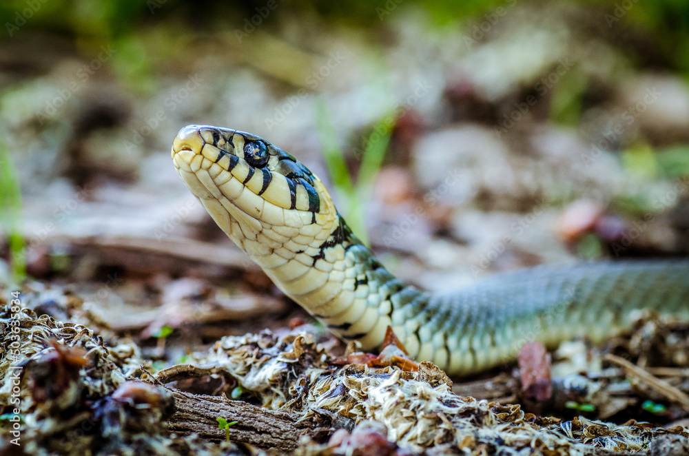 Poster closeup shot of a snake with white and dark green patterns with its head up on an exploration tour