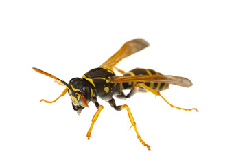 insects of europe - wasps: macro of paper wasp ( Polistes nimpha )  isolated on white background - diagonal view