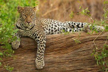 Znudzony lampart łac. Panthera leżący na pochylonym drzewie. Fotografia z Samburu National Reserve w Kenii. - obrazy, fototapety, plakaty
