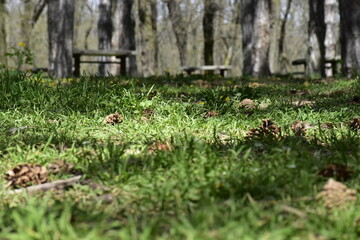 cones in the grass