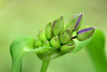 ムラサキツユクサの蕾