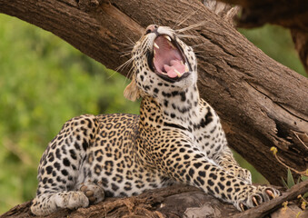 Ziewający lampart łac. Panthera leżący na pochylonym drzewie. Fotografia z Samburu National Reserve w Kenii. - obrazy, fototapety, plakaty