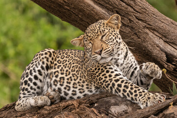 Znudzony lampart łac. Panthera leżący na pochylonym drzewie. Fotografia z Samburu National...