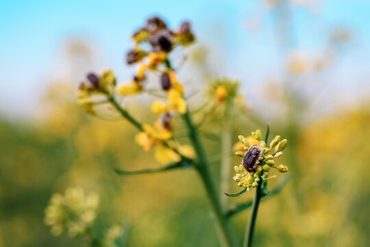 Tropinota hirta or hairy rose beetle on rapeseed blooming crops