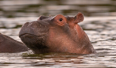 Portrait of young hippo - Hippopotamus amphibius - at Naivasha Lake in Kenya.
