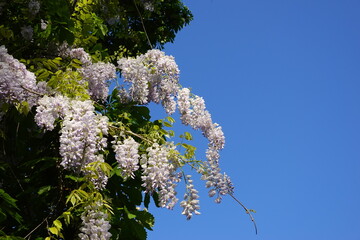 Wisteria floribunda. Wisteria floribunda, common name Japanese wisteria, is a species of flowering plant in the family Fabaceae, native to Japan.  Amazing flowers.Wisteria floribunda Japanese Wisteria