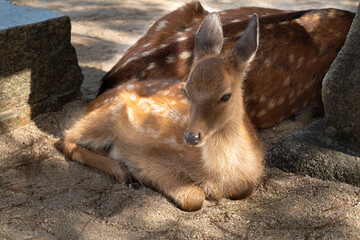宮島で撮影した木陰で休憩する子鹿