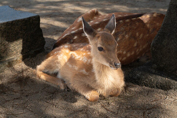 宮島で撮影した木陰で休憩する子鹿